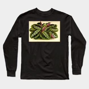 Maranta leuconeura - Botanical illustration Long Sleeve T-Shirt